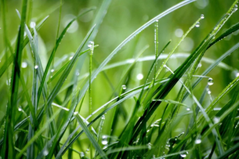 谷雨|春漸遠(yuǎn)，夏將至